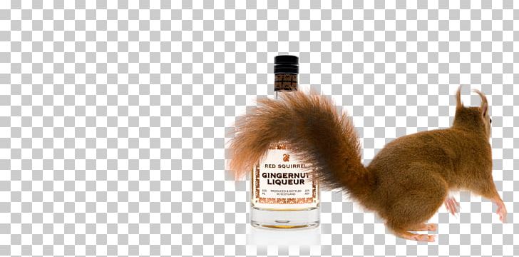 Red Squirrel Distilled Beverage Ginger Snap Drink PNG, Clipart, Animals, Cat Like Mammal, Distilled Beverage, Drink, Fur Free PNG Download