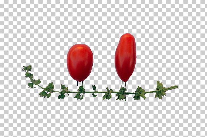 Cherry Tomato Red Rouge Tomate Vegetable PNG, Clipart, Cherry, Cherry Tomato, Colour, Computer Wallpaper, Download Free PNG Download