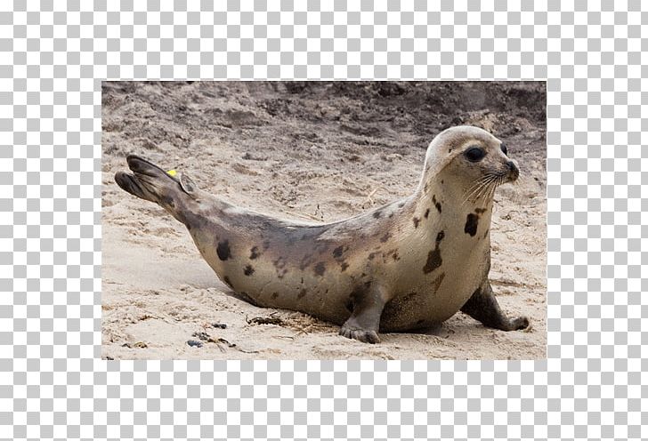 Harbor Seal Sea Lion Pinniped Terrestrial Animal PNG, Clipart, Animal, Animals, Fauna, Harbor Seal, Harp Free PNG Download