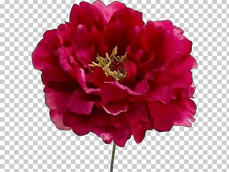 Peony Pink Flowers Paeonia Lactiflora Magenta Flower Bouquet PNG, Clipart, Annual Plant, Artificial, Artificial Flower, Blog, Cut Flowers Free PNG Download