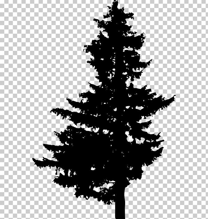 Pine Spruce Fir Christmas Tree PNG, Clipart, Black And White, Branch, Christmas Decoration, Christmas Ornament, Christmas Tree Free PNG Download