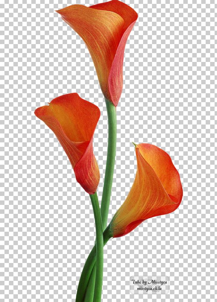 Arum-lily Bog Arum Flower Lilium PNG, Clipart, Arum, Arum Family, Arum Lilies, Arum Lily, Arumlily Free PNG Download