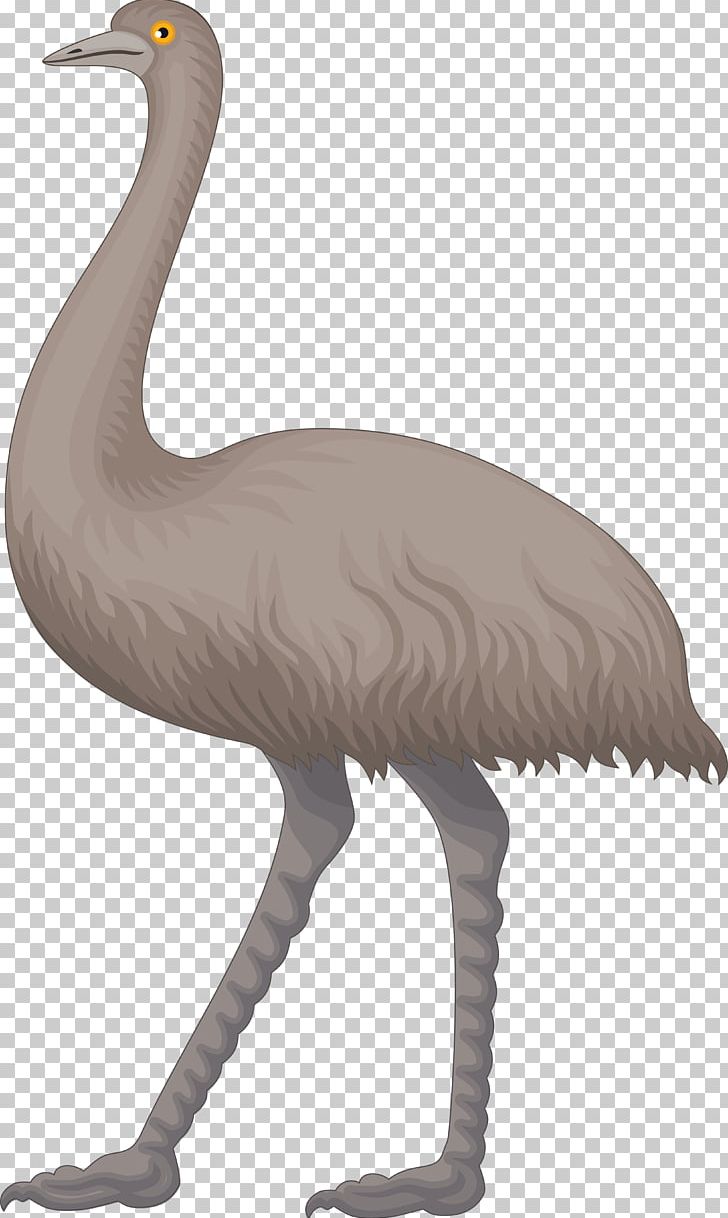 Common Ostrich Emu PNG, Clipart, Beak, Bird, Cartoon, Common Ostrich, Crane Free PNG Download