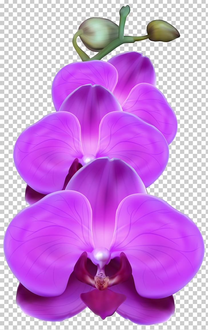 Orchids Flower Purple PNG, Clipart, Art, Boat Orchid, Cattleya Orchids, Color, Dendrobium Free PNG Download