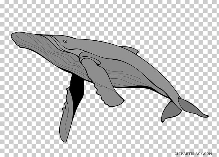 Portable Network Graphics Mammal Sea Creatures Gray Whale PNG, Clipart, Automotive Design, Baleen Whale, Black And White, Blue Whale, Cetacea Free PNG Download