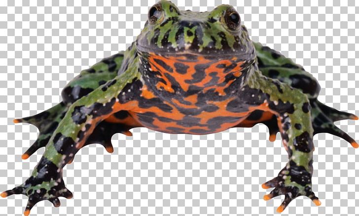 Animal PNG, Clipart, Amphibian, Animal, Animals, Atmosphere Of Earth, Biology Free PNG Download