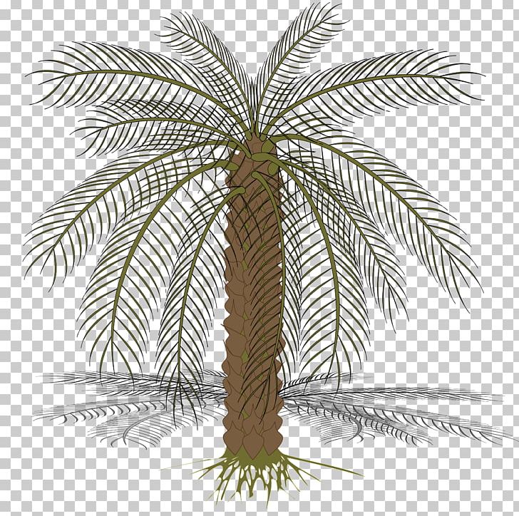 Babassu Arecaceae Computer Icons PNG, Clipart, Arecaceae, Arecales, Asian Palmyra Palm, Attalea Speciosa, Borassus Flabellifer Free PNG Download