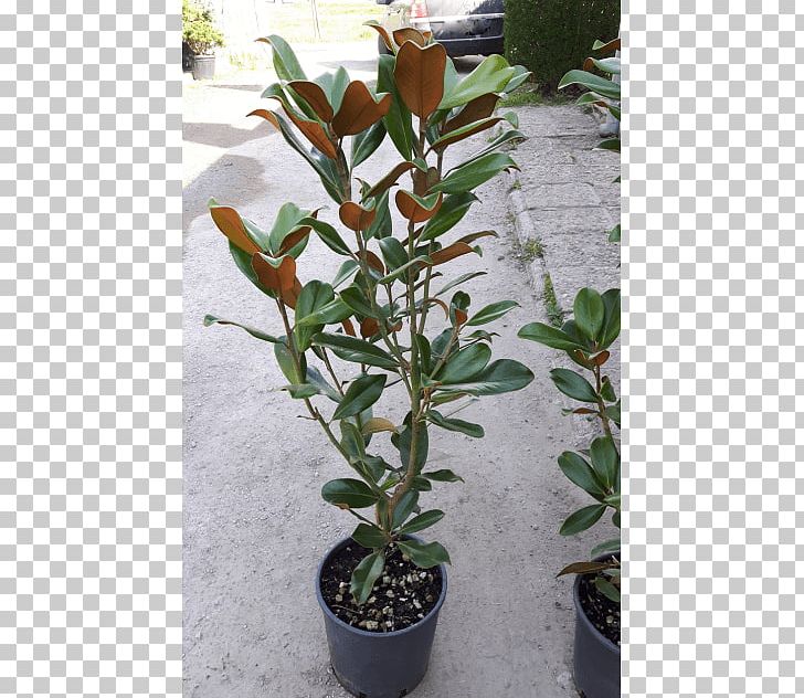 Broad-leaved Tree Southern Magnolia Evergreen Plant PNG, Clipart, Branch, Broadleaved Tree, Evergreen, Flowerpot, Height Free PNG Download
