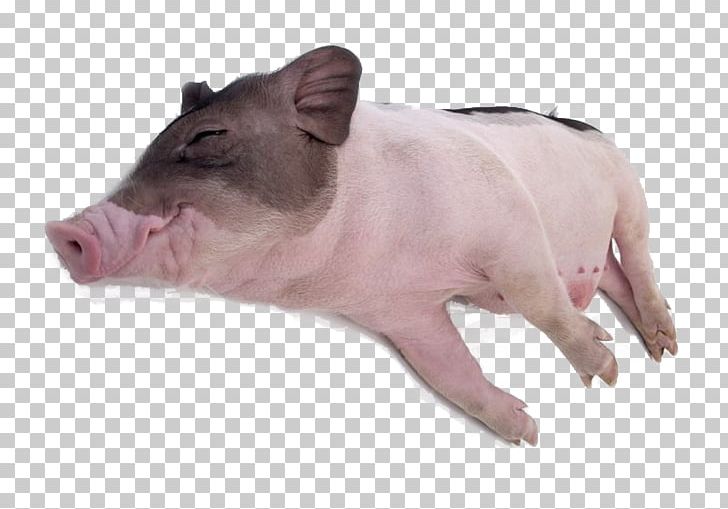 Domestic Pig Pet Grishuvud Cuteness Sleep PNG, Clipart, Animal, Animals, Bed, Creative Work, Designer Free PNG Download