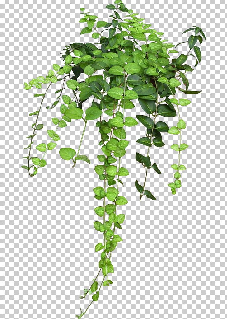 Flowerpot Houseplant Hanging Basket Vine PNG, Clipart, Branch, Container Garden, Decorative Arts, Devils Ivy, Flower Free PNG Download