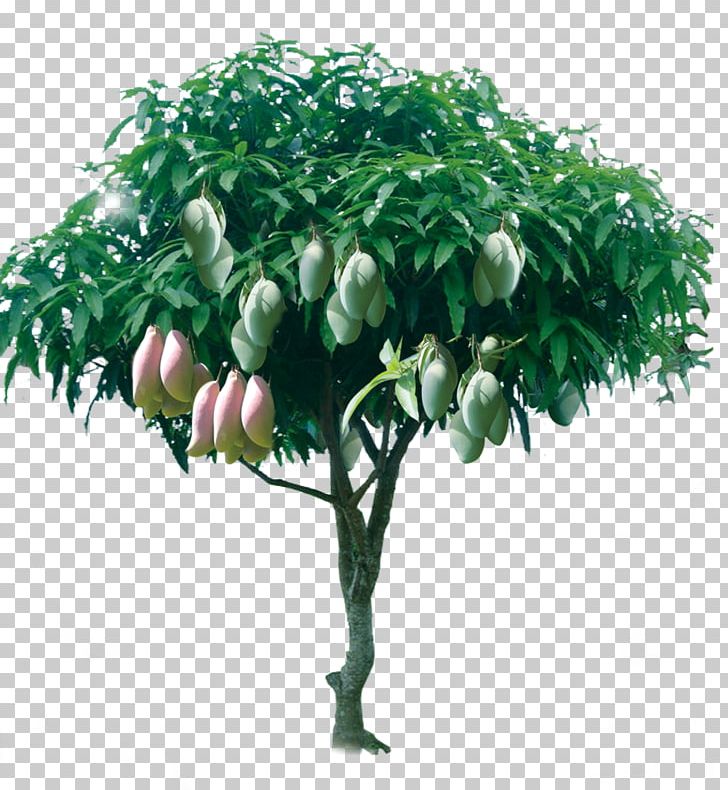 mango tree wallpaper