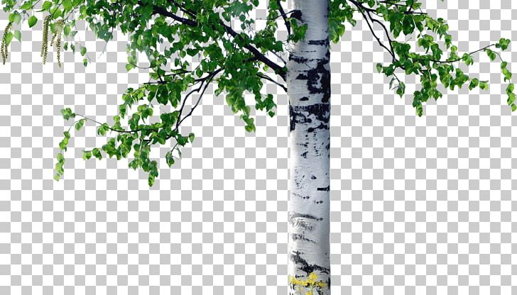 Birch Tree Trunk Coarse Woody Debris PNG, Clipart, Bark, Birch, Birch Family, Birch Tree, Branch Free PNG Download