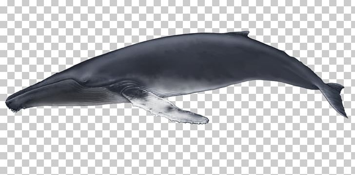 Common Bottlenose Dolphin Rough-toothed Dolphin Tucuxi Wholphin White-beaked Dolphin PNG, Clipart, Common Bottlenose Dolphin, Rough Toothed Dolphin, Tucuxi, White Beaked Dolphin, Wholphin Free PNG Download