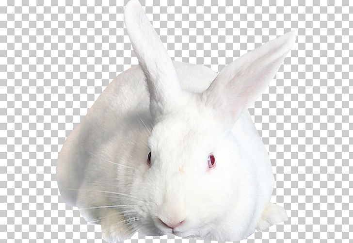 Easter Bunny Hare Domestic Rabbit PNG, Clipart, Animal, Animals, Domestic Rabbit, Easter, Easter Bunny Free PNG Download