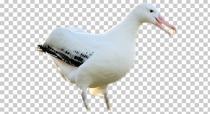 European Herring Gull PNG, Clipart, Albatross, Anatidae, Animal, Beak, Bird Free PNG Download