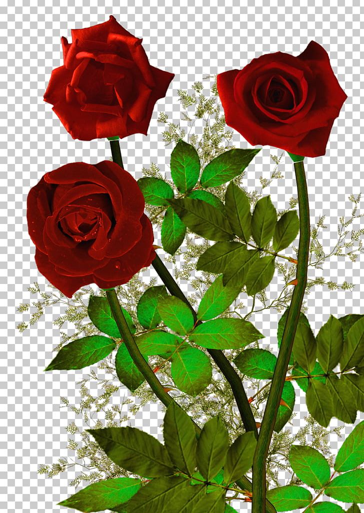 Garden Roses Quotation Proverb Love Good PNG, Clipart, China Rose, Floribunda, Flower, Flower Arranging, Love Free PNG Download