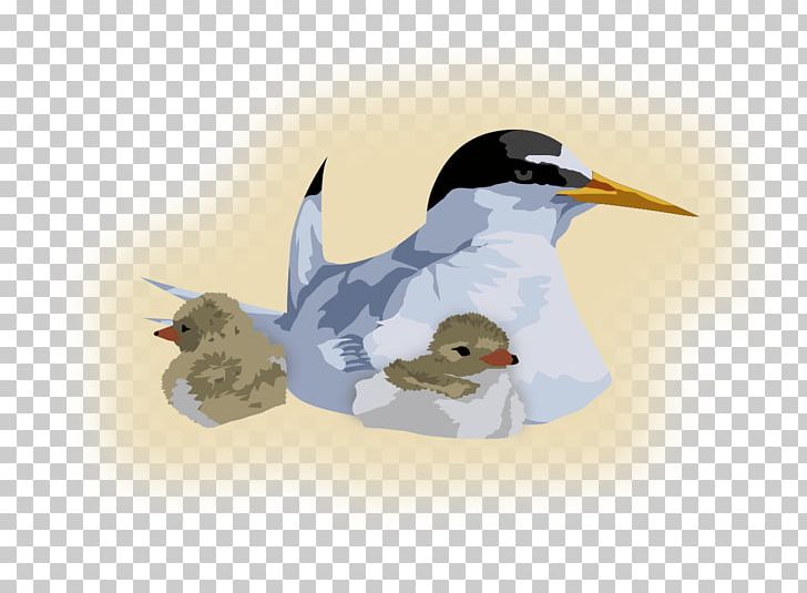 Penguin Goose Cygnini Duck Bird PNG, Clipart, Anatidae, Animals, Beak, Bird, Breed Free PNG Download
