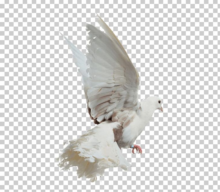 Rock Dove Photography White Columbidae PNG, Clipart, Beak, Bird, Black And White, Columbidae, Dove Free PNG Download