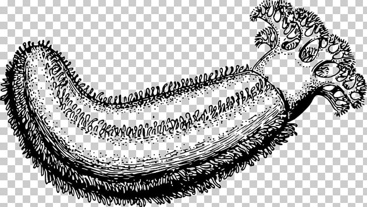 Sea Cucumber Drawing PNG, Clipart, Animal, Artwork, Black And White, Crinoid, Cucumber Free PNG Download
