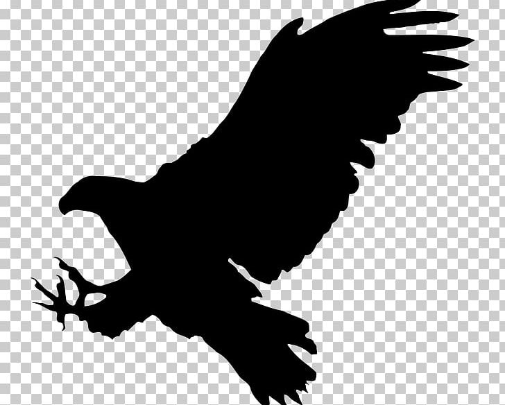 Bird Bald Eagle Graphics PNG, Clipart, Accipitriformes, Animals, Bald Eagle, Beak, Bird Free PNG Download