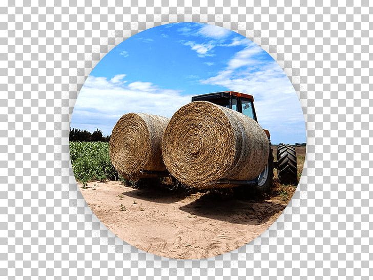 Hay Alfalfa Horse Quality /m/083vt PNG, Clipart, Alfalfa, Business, Com, Export, Food Drinks Free PNG Download