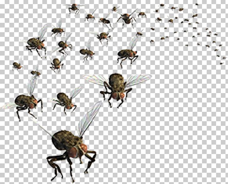 Insect Fly Stock Photography PNG, Clipart, Animals, Arthropod, Bee, Black Fly, Fly Free PNG Download