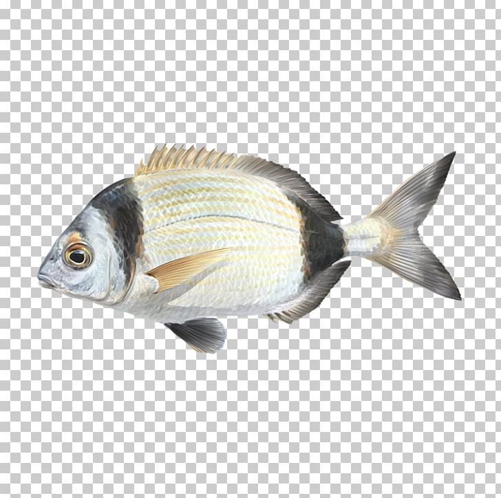 Oily Fish Fauna Carp Perch PNG, Clipart, Animal Source Foods, Bony Fish, Carp, Cherne Altovise, Fauna Free PNG Download