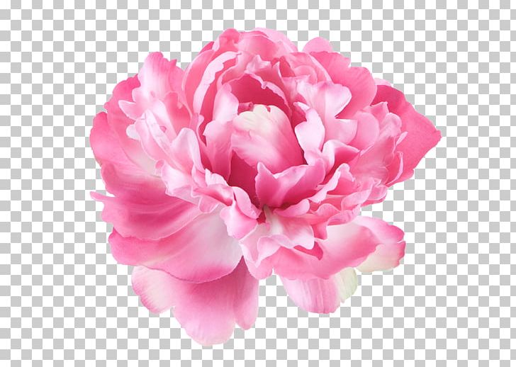 Peony Pink Flowers Kulvase Paeonia Lactiflora PNG, Clipart, Carnation, Cut Flowers, Desktop Wallpaper, Flower, Flowering Plant Free PNG Download