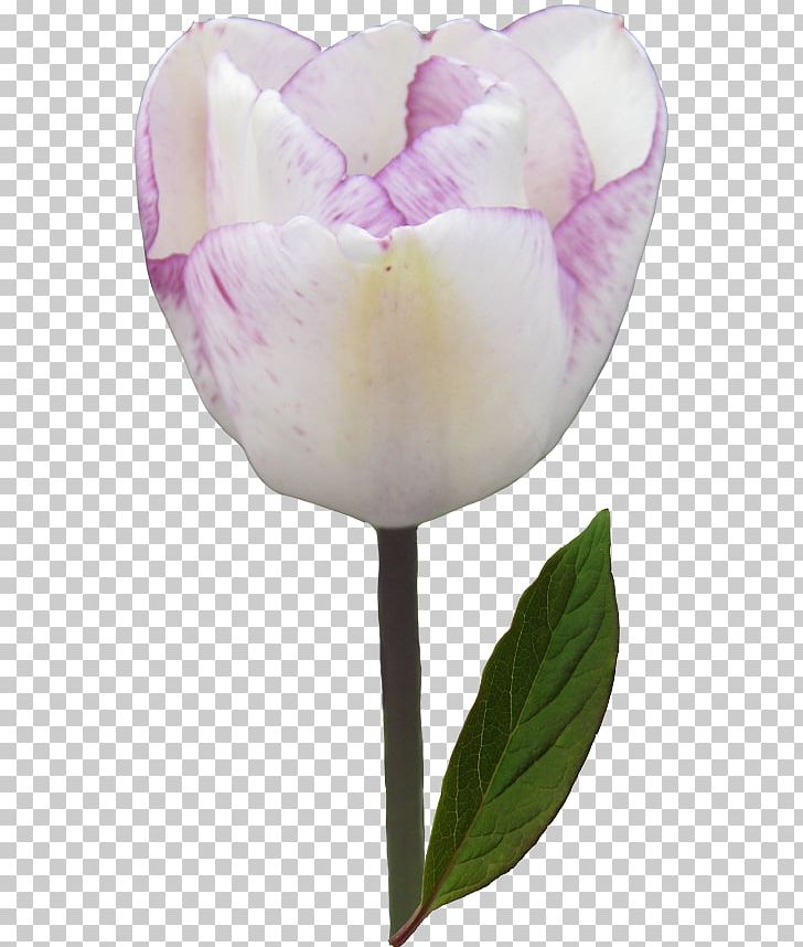 Tulip Cut Flowers PNG, Clipart, Blog, Cut Flowers, Drawing, Flower, Flower Bouquet Free PNG Download