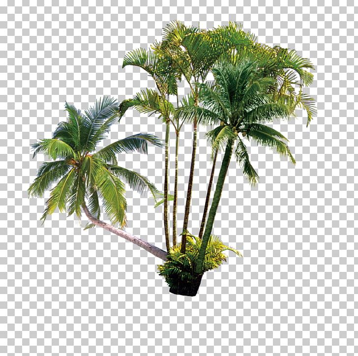 Arecaceae Coconut Milk Computer File PNG, Clipart, Adobe Illustrator, Arecaceae, Arecales, Beach, Beach Tree Free PNG Download