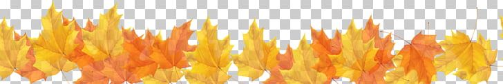 Autumn Maple Leaf PNG, Clipart, Autumn, Border, Border Frame, Certificate Border, Commodity Free PNG Download