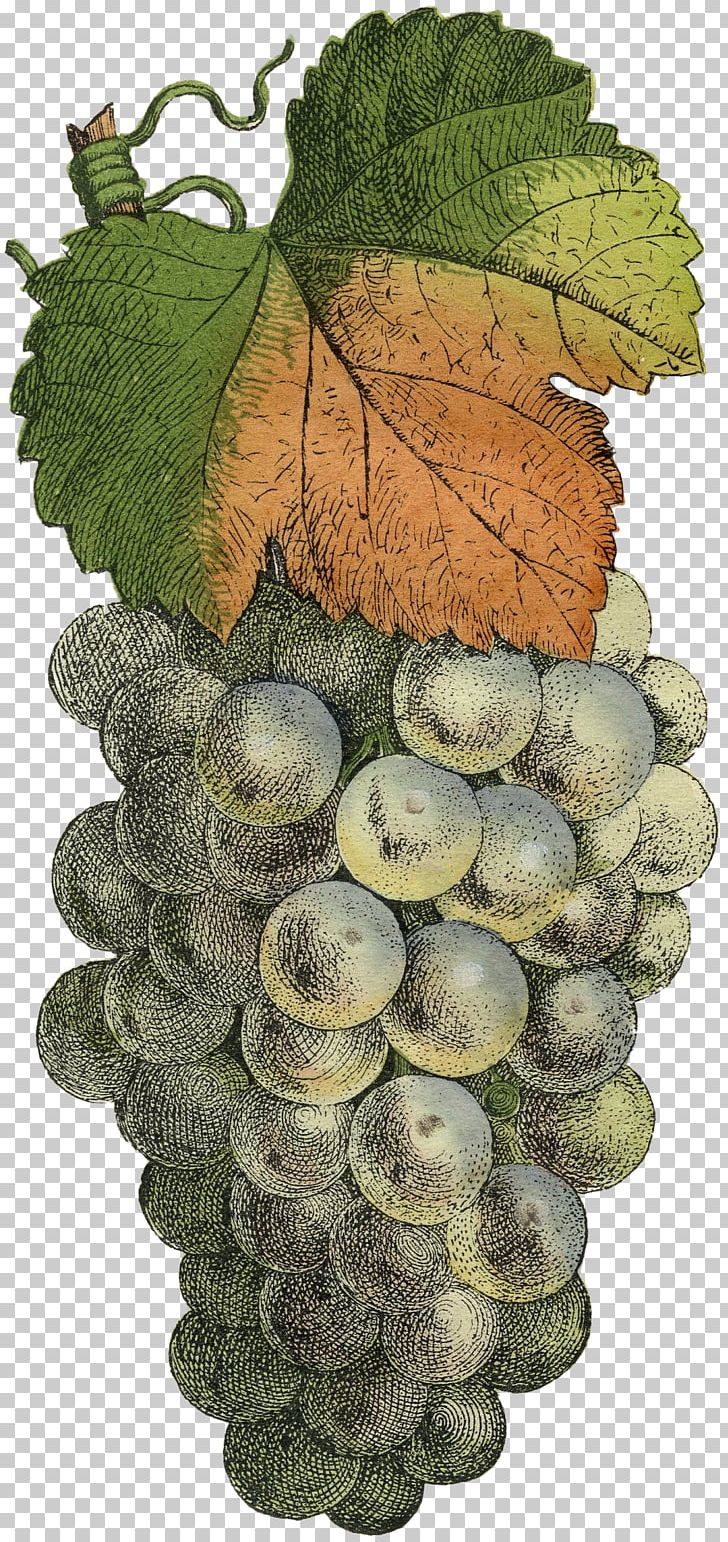 Common Grape Vine Photography Fruit PNG, Clipart, Alamy, Art, Berry, Chromolithography, Common Grape Vine Free PNG Download
