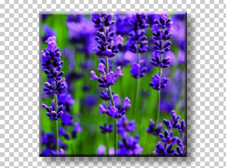 English Lavender French Lavender Flower Plant Seed PNG, Clipart, Bluebonnet, Common Sage, Delphinium, English Lavender, Flax Free PNG Download