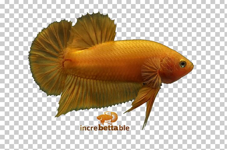 Siamese Fighting Fish Yellow Red Banana Dance Party PNG, Clipart, Banana, Betta, Betta Channoides, Com, Fair Free PNG Download