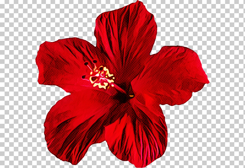 Petal Hibiscus Flower Red Hawaiian Hibiscus PNG, Clipart, Chinese Hibiscus, Flower, Hawaiian Hibiscus, Hibiscus, Mallow Family Free PNG Download