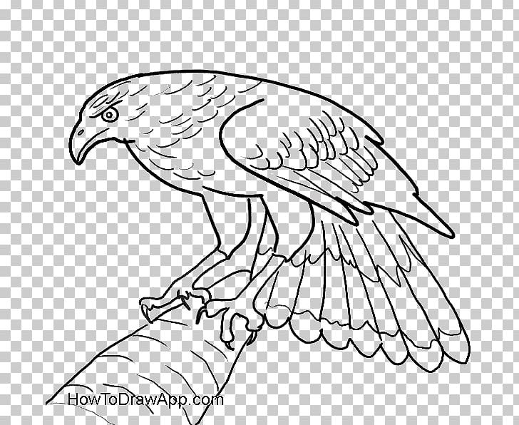 Bald Eagle Drawing Hawk PNG, Clipart, Animals, Artwork, Bald Eagle, Beak, Bird Free PNG Download