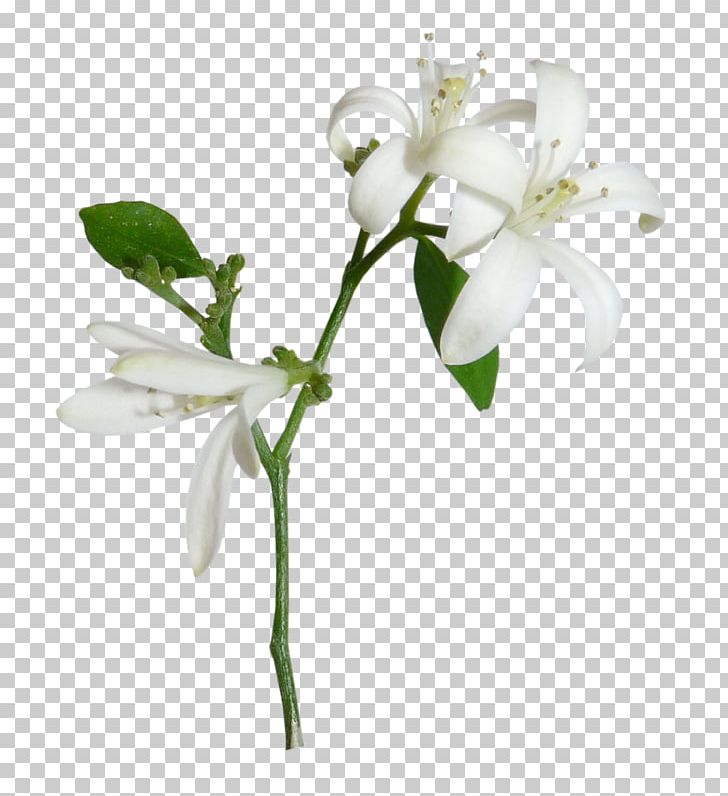 Light Lilium Candidum White Flower PNG, Clipart, Black White, Blossom, Branch, Cut Flowers, Euclidean Vector Free PNG Download