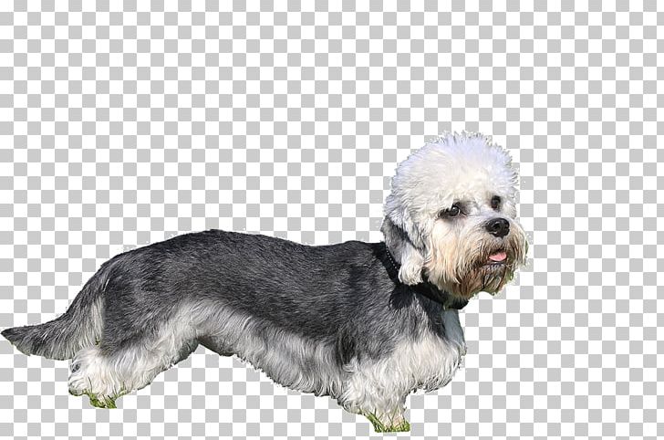 Miniature Schnauzer Glen Dandie Dinmont Terrier Cesky Terrier Sporting Lucas Terrier PNG, Clipart, Border Terrier, Breed, Breeders, Carnivoran, Cesky Terrier Free PNG Download