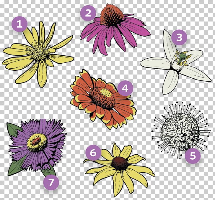 Pollinator Honey Bee Insect University Of Central Florida PNG, Clipart, Bee, Blanket, Campus, Chrysanthemum, Chrysanths Free PNG Download