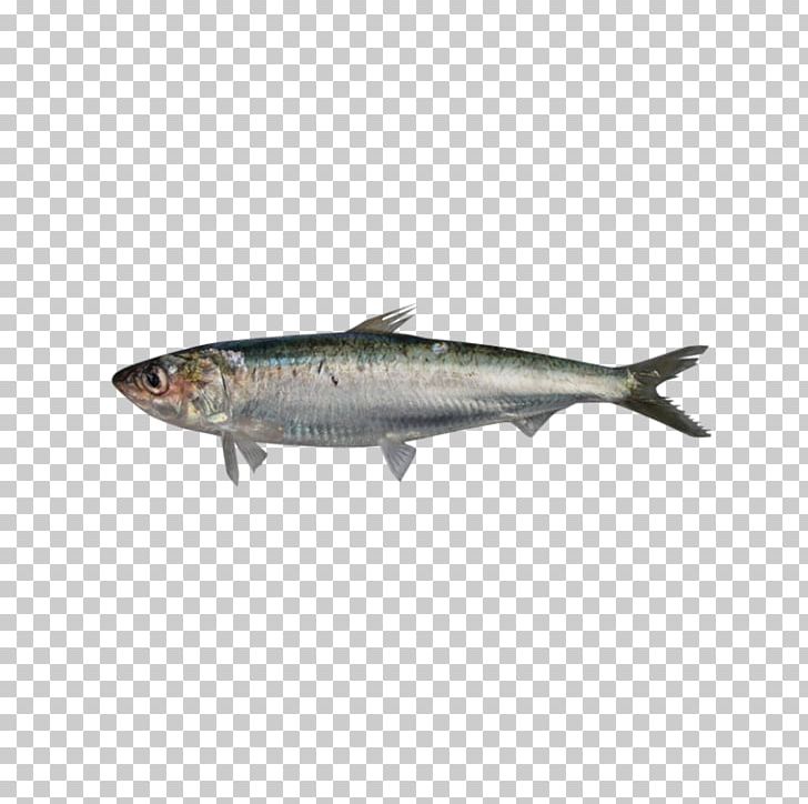 Sardine European Pilchard Fish Food Pelagic Zone PNG, Clipart, Anchovy,  Animals, Atlantic Bonito, Bonito, Bony Fish
