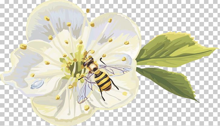 Spring Flower Peach PNG, Clipart, Bee, Blossom, Cherry, Encapsulated Postscript, Euclidean Vector Free PNG Download