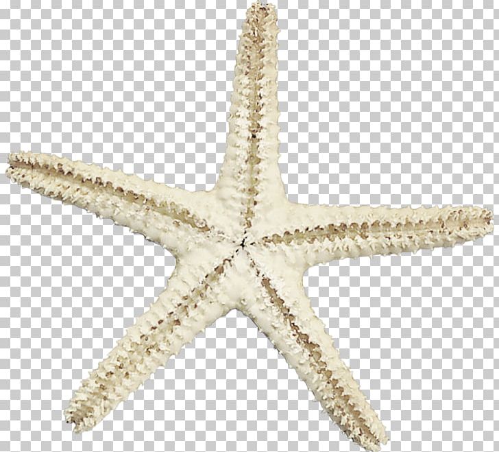 Starfish Sea PNG, Clipart, Animal, Animals, Animation, Echinoderm, Frame Free Vector Free PNG Download