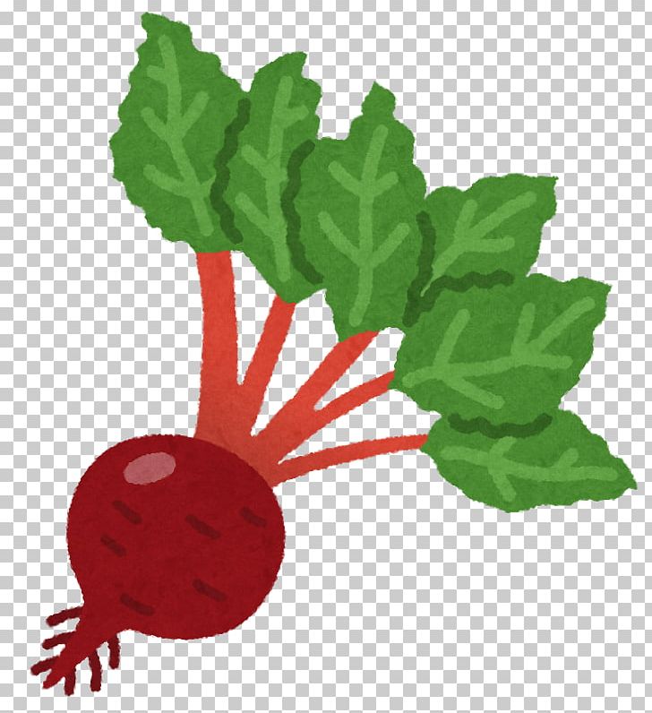 Sugar Beet いらすとや Leaf Vegetable PNG, Clipart, Beet, Common Beet, Daikon, Flower, Flowering Plant Free PNG Download