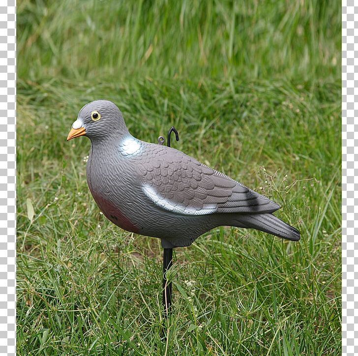 Columbidae Common Wood Pigeon Hunting Bird Stock Dove PNG, Clipart, Animals, Beak, Bird, Cash On Delivery, Charadriiformes Free PNG Download