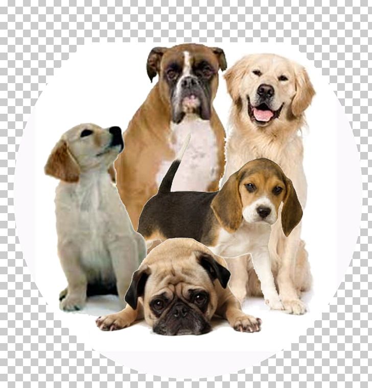 Dog PNG, Clipart, Animal, Animals, Carnivoran, Companion Dog, Computer Icons Free PNG Download