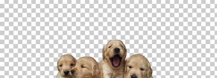 Golden Retriever English Cocker Spaniel Puppy Dog Breed Companion Dog PNG, Clipart, Breed, Carnivoran, Companion Dog, Crossbreed, Dog Free PNG Download