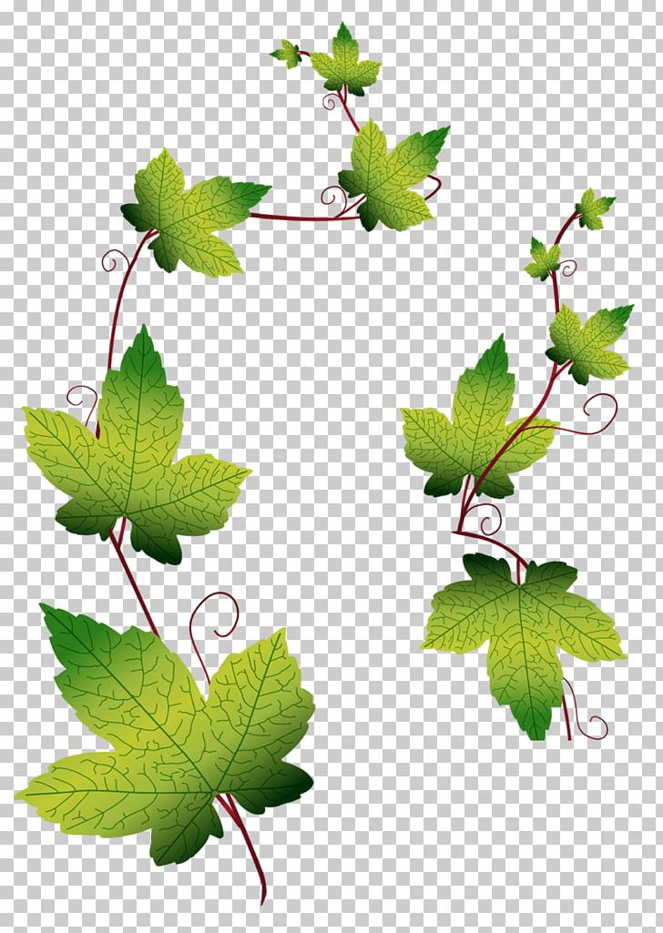 Leaf Grape Leaves PNG, Clipart, Animals, Banana Leaves, Branch, Decoration, Encapsulated Postscript Free PNG Download