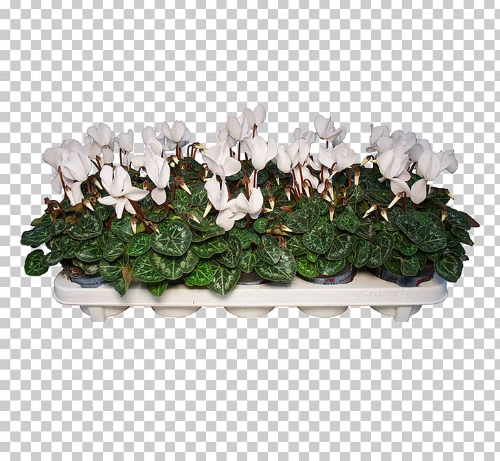 Cyclamen Fa. P.A.M. Van Os Houseplant Flowerpot Kleine Achterweg PNG, Clipart, Buttercup, Centimeter, Cyclamen, Floraxchange, Flower Free PNG Download