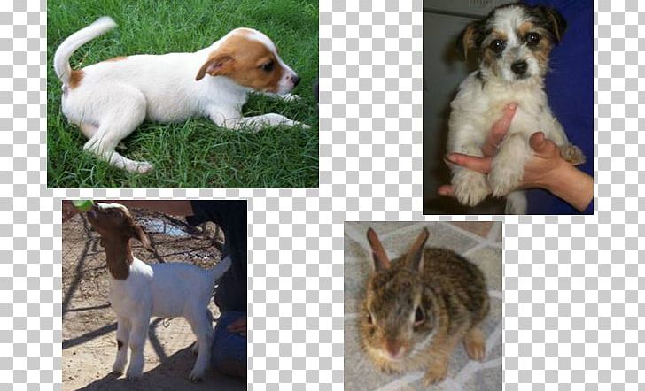 Dog Breed Puppy Etosha Rescue & Adoption Center Petfinder PNG, Clipart, Adoption, Animal, Animals, Breed, Carnivoran Free PNG Download