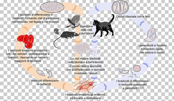 Felidae Toxoplasma Gondii Toxoplasmosis Biological Life Cycle Cat PNG, Clipart, Animals, Babesiosis, Biological Life Cycle, Cat, Coccidia Free PNG Download